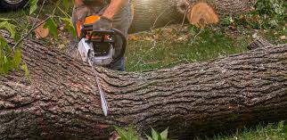 Professional Tree Care in Bowling Green, MO