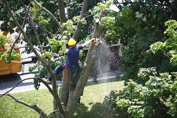 Best Tree Preservation Services  in Bowling Green, MO