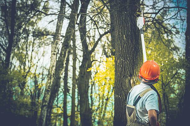 How Our Tree Care Process Works  in  Bowling Green, MO